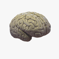 Brain 3D model