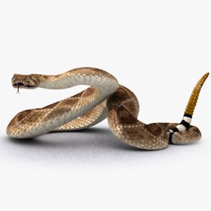 snake rattlesnake 3d model