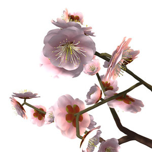 japanese apricot pink ume 3ds