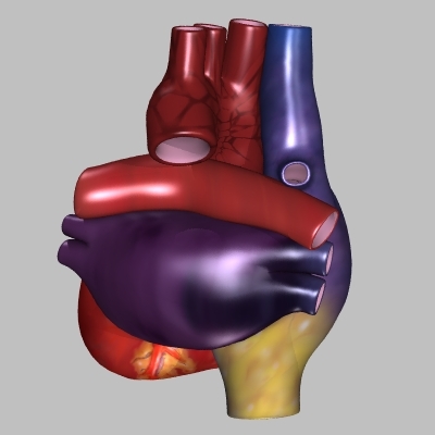 人类心脏外观(3ds)3d模型