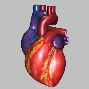 human heart interior 3d model