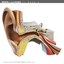 3ds max internal ear