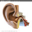 3ds max internal ear