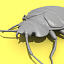 bedbug insect max