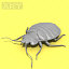 bedbug insect max