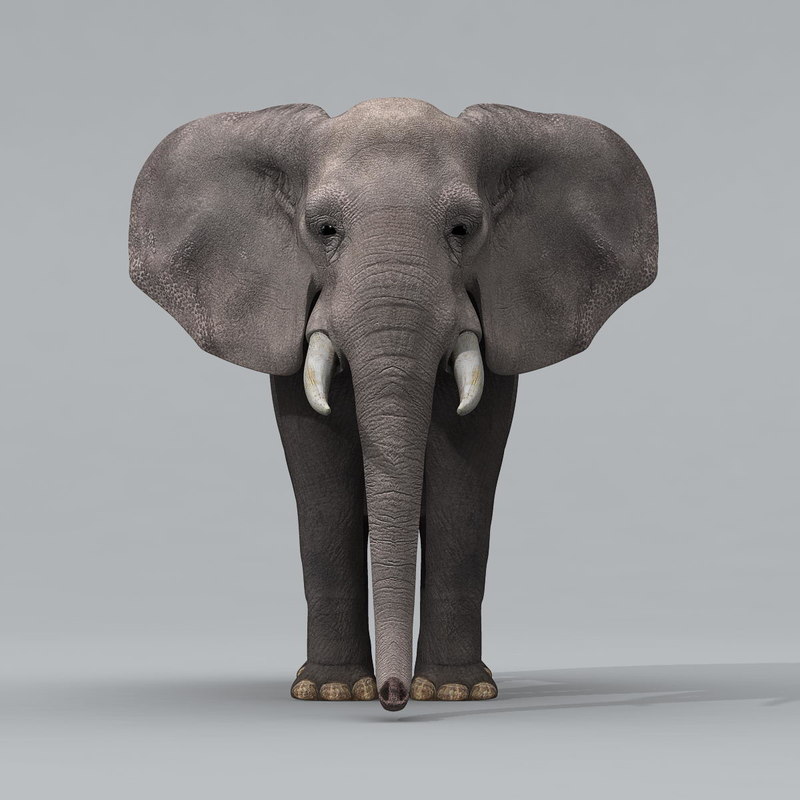 3d sketchup elephant model african model elephant 3d