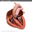 morelli human heart section 3d model