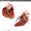morelli human heart section 3d model