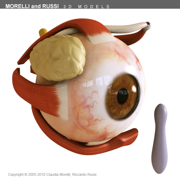 3d model eye