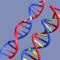 dna 3d model