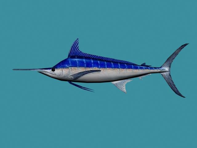 3d blue marlin