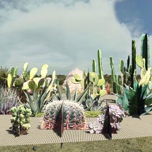 3d semidesertic plants succulents cactus