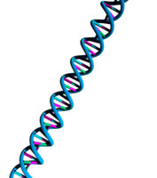 DNA.max