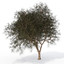mediterranean trees library plant 3d model