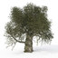 mediterranean trees library plant 3d model