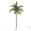 tropical dvd trees plants 3d model
