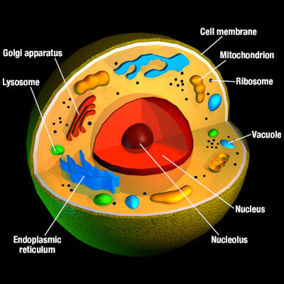 3d cell