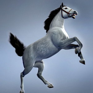 horse animations 3d model