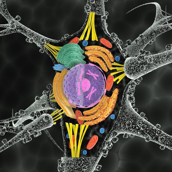 3d model neuron cell