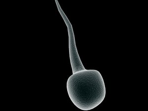 3d model sperm cell