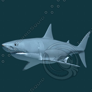 great white shark 3d dxf