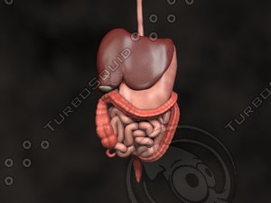 human abdomin large intestine 3d model