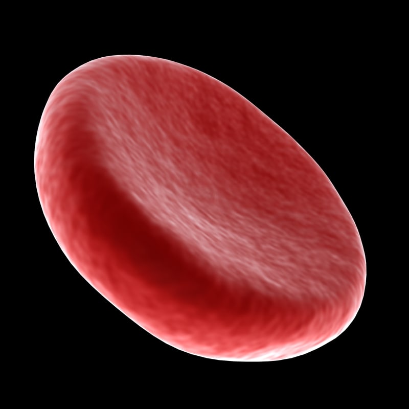 blood cell 3d model