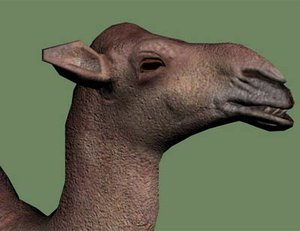 3d dromedary camel