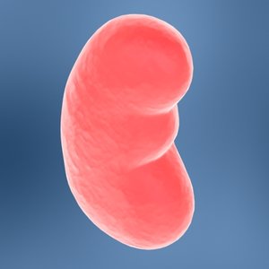 kidney organs internal 3d model