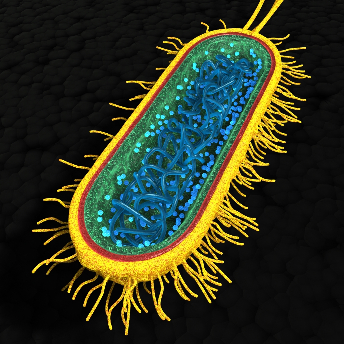 bacterial cell 3d model