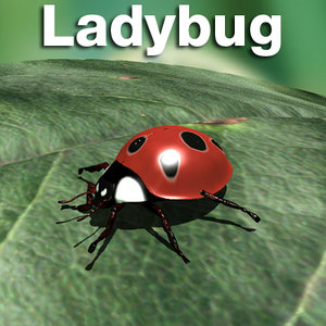 maya ladybug lady