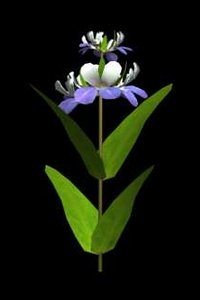 flower blue eyed mary 3d 3ds