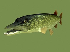 northern pike 3d model