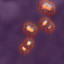 3ds science blood cells