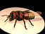 3d hornet wasp model