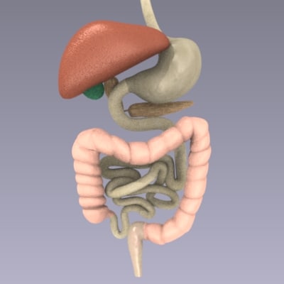 Digestive Liver Pancreas 3d 3ds