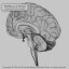 brain section human 3d max