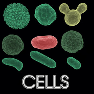3d cells morulas blastula model
