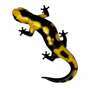 3d model salamander