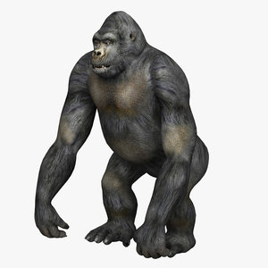 3d gorilla monkey model