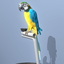 3d blue parrot ara model