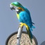 3d blue parrot ara model