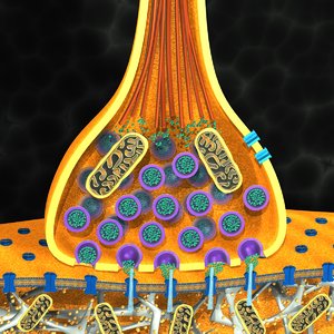 body neuron cell 3d model
