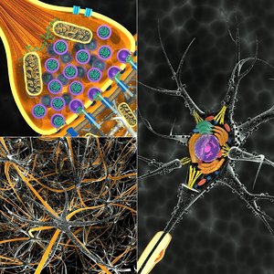 neuron synapse network c4d