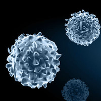 White blood cells