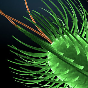 3ds max coli bacteria cell