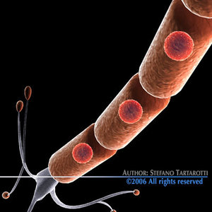 3d neuron cell