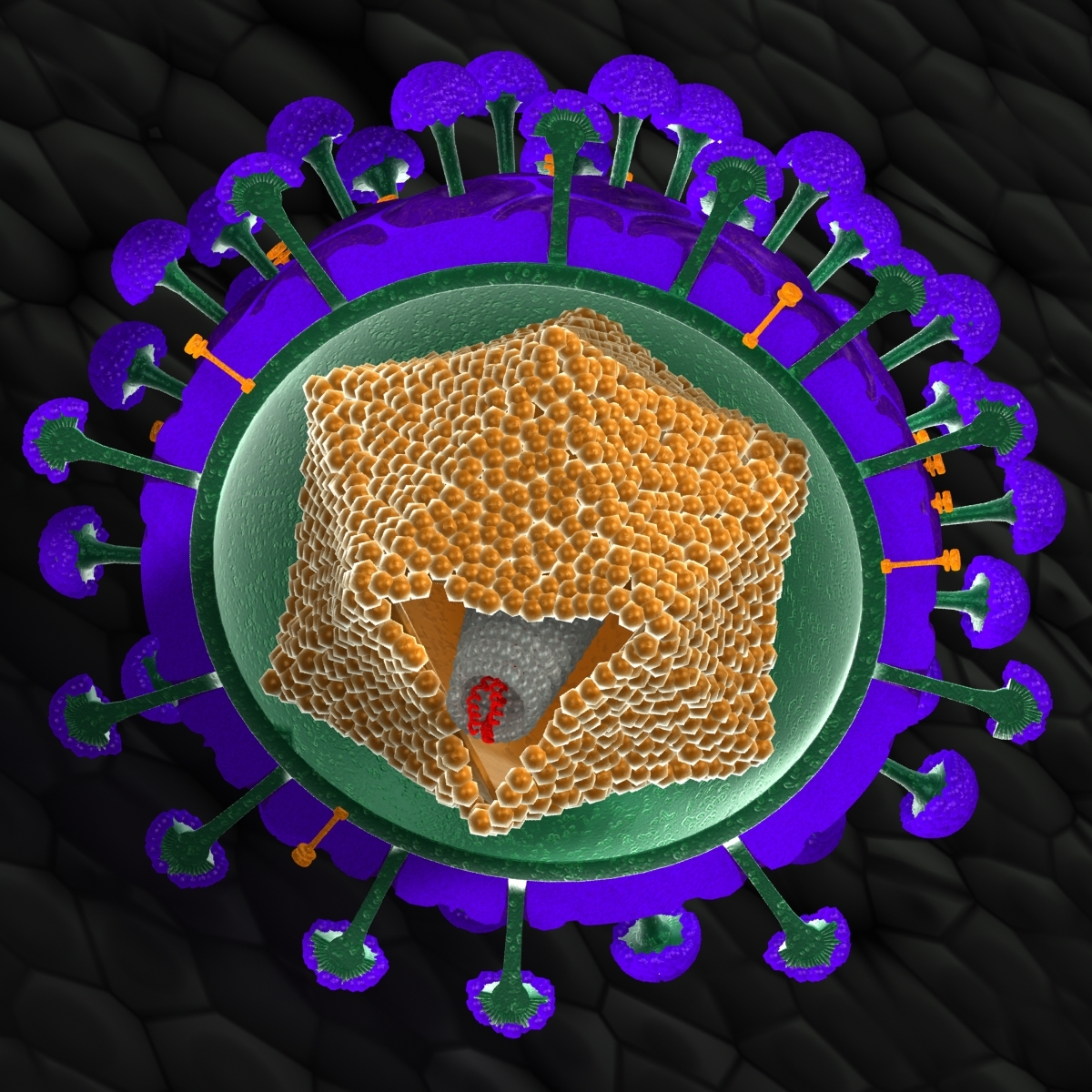 3d model virus structure