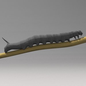 caterpillar insect 3d model