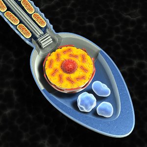 spermatozoon cell 3d model
